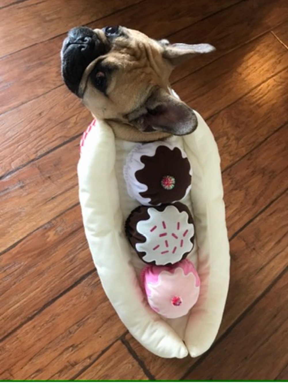 Banana split dog Halloween costume NEW size large for frenchie pug corgi terrier